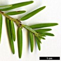 SpeciesSub: var. formosana 